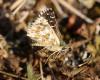 Pyrgus sp.